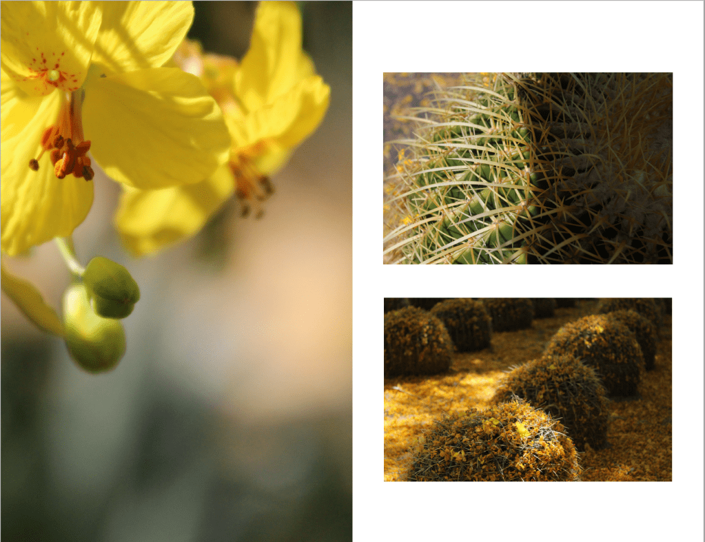 spread from zine featuring photography by Akshay 